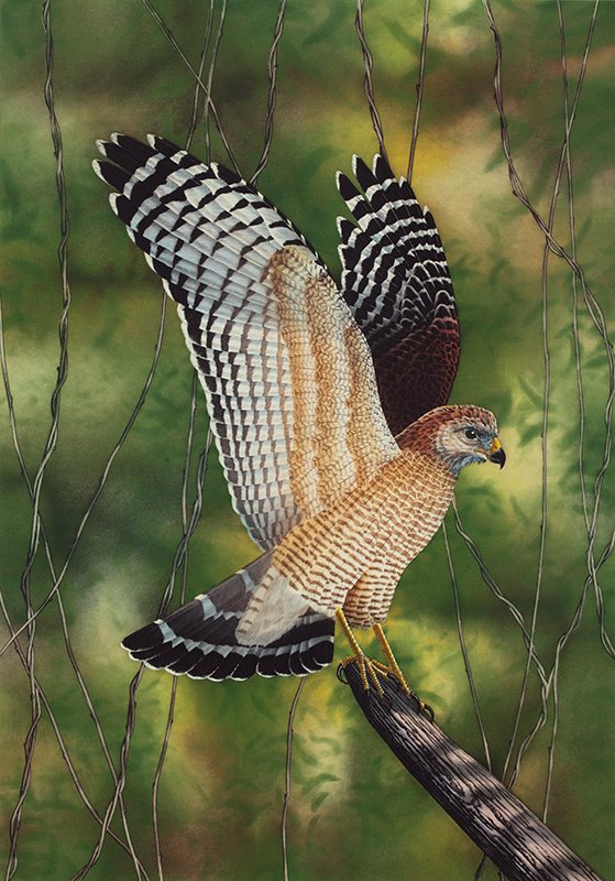 "Red-Shouldered Hawk" picture