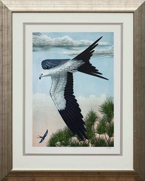 "Swallow-Tailed Kite" picture