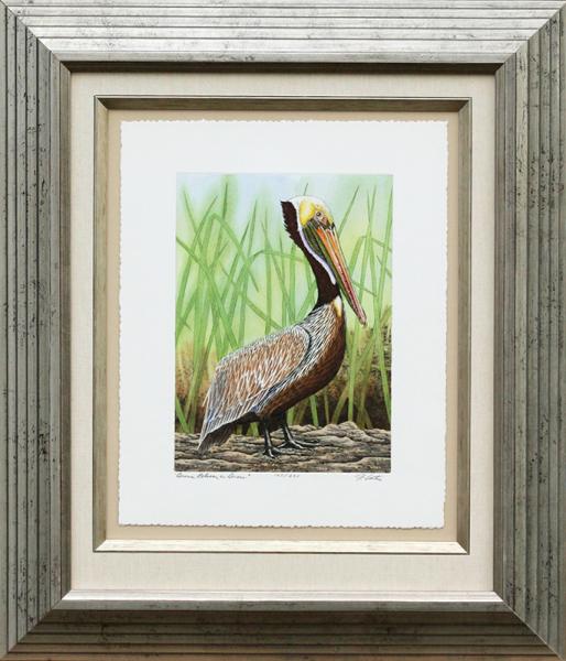 "Brown Pelican in Grass" picture