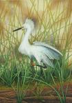 "Snowy Egret"