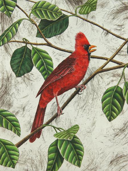 "Cardinal" picture