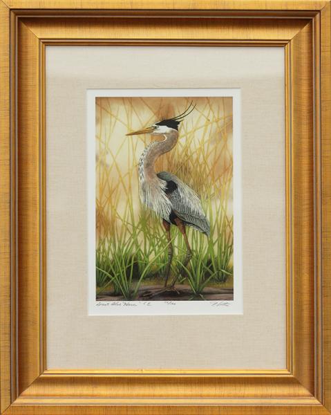 "Great Blue Heron" picture