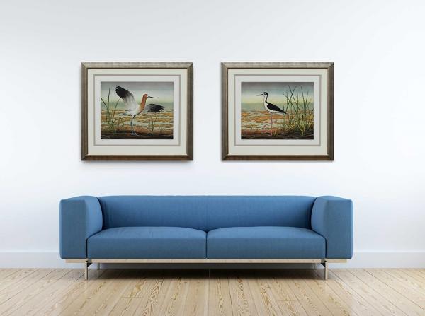 "American Avocet" picture