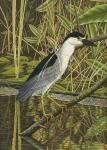 "Black-Crowned Night Heron"