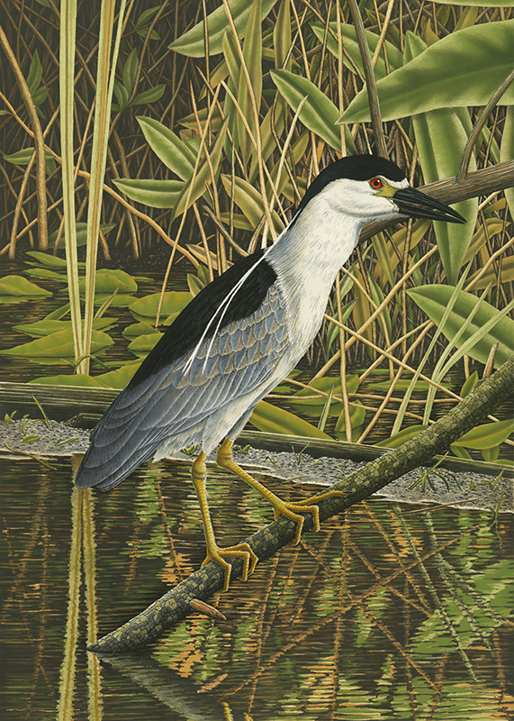 "Black-Crowned Night Heron" picture