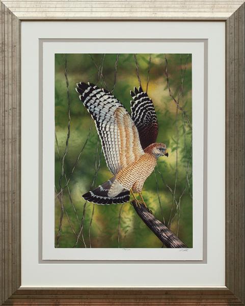 "Red-Shouldered Hawk" picture