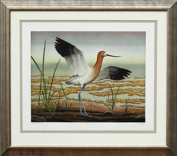 "American Avocet" picture