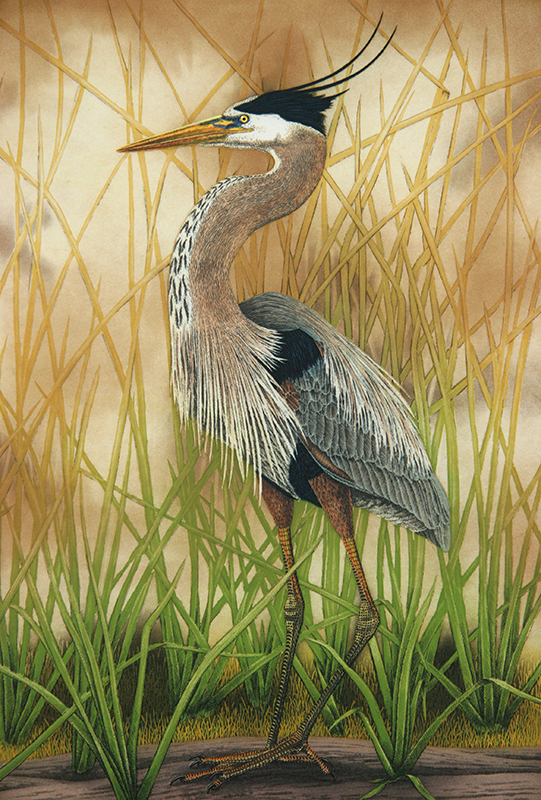 "Great Blue Heron" picture