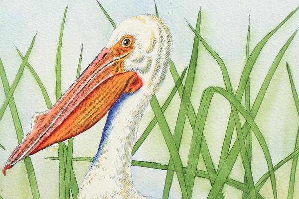 "White Pelican in Grass" picture