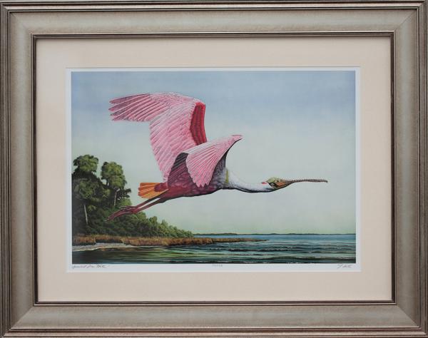 "Spoonbill over Water" picture