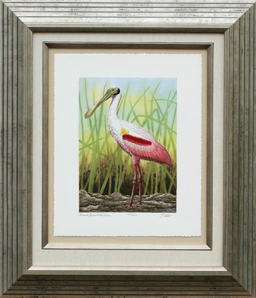 "Roseate Spoonbill in Grass" picture