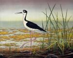 "Black-Necked Stilt"