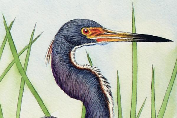 "Tricolored Heron" picture