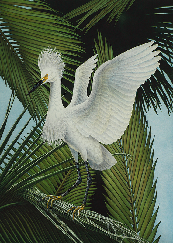 "Snowy Egret"