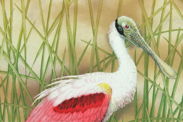 "Roseate Spoonbill" picture