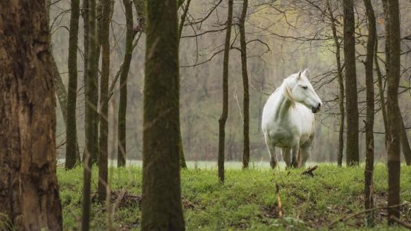 Queen of the Forest picture