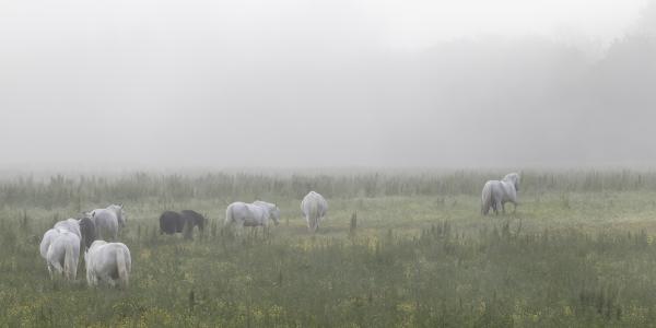 Turning Away - 12"x36" Canvas Print