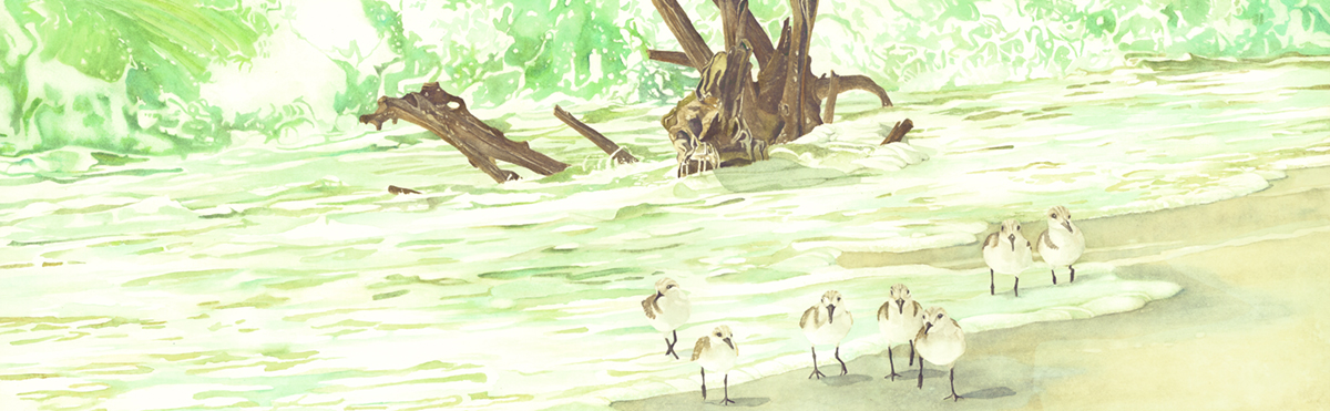 Driftwood in Surf, canvas framed print picture