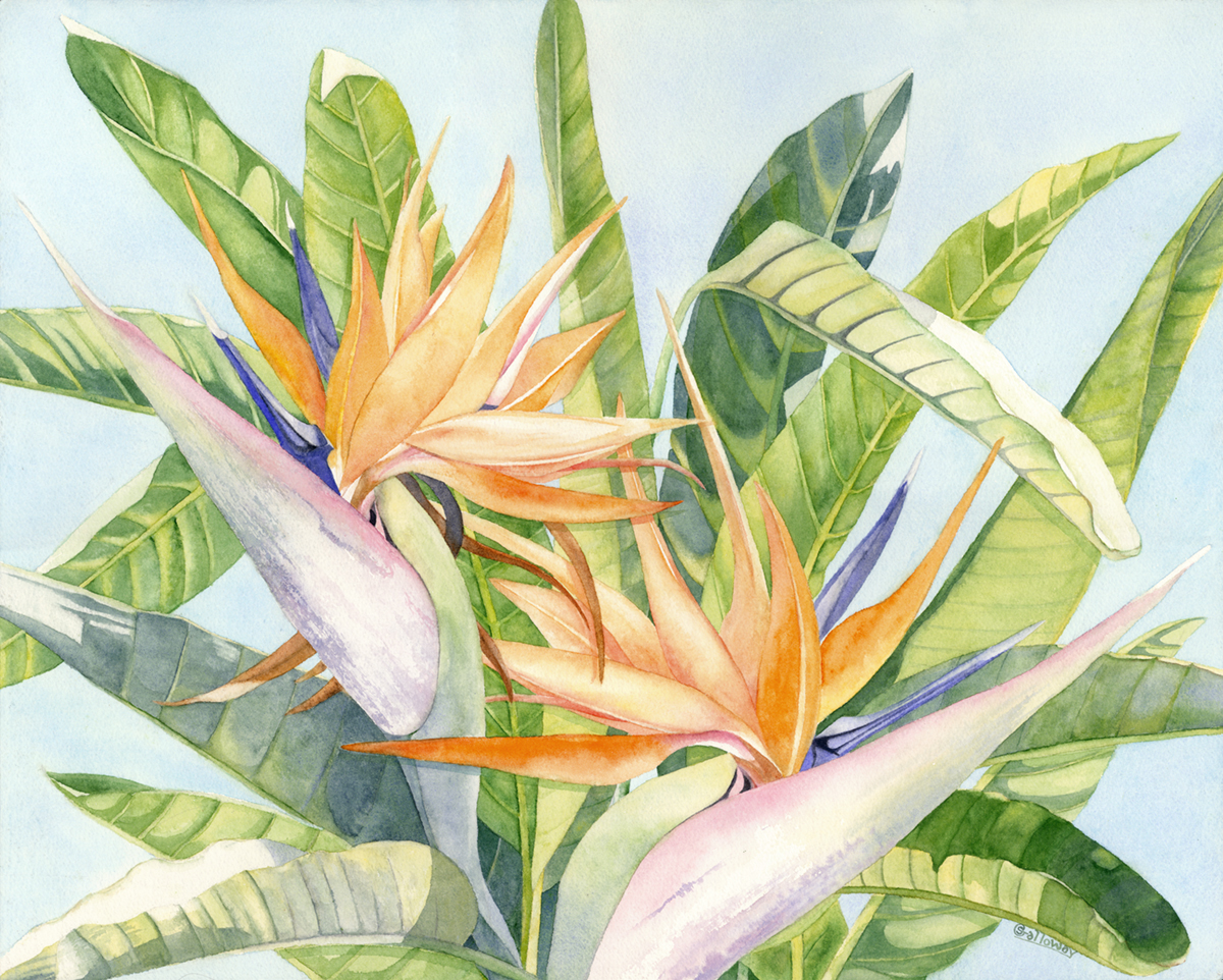 Exotic Orange Bird framed print picture