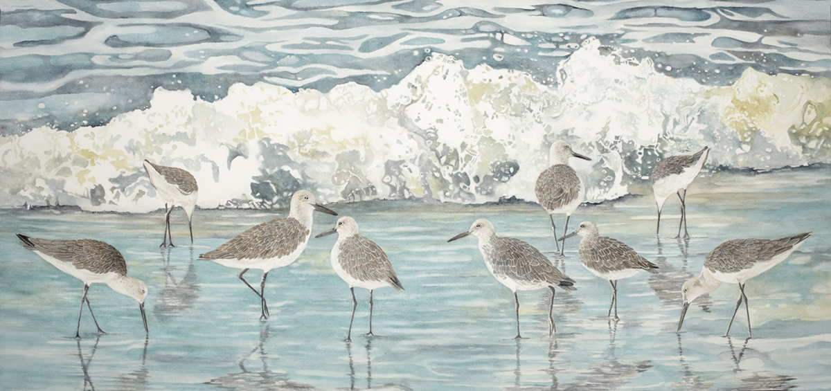 Willets on the beach framed, canvas print picture