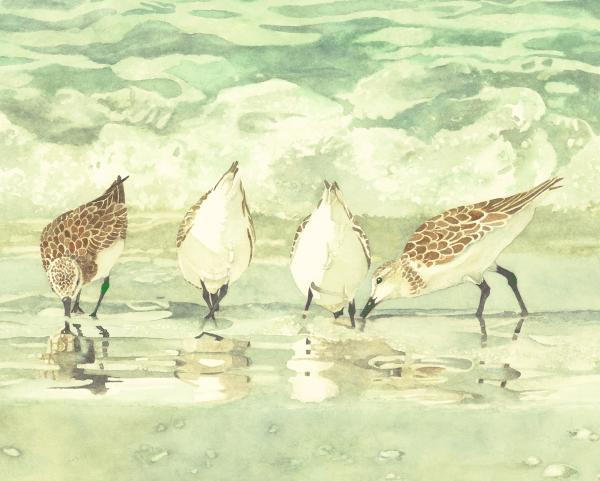 Sandpipers II, framed canvas print picture