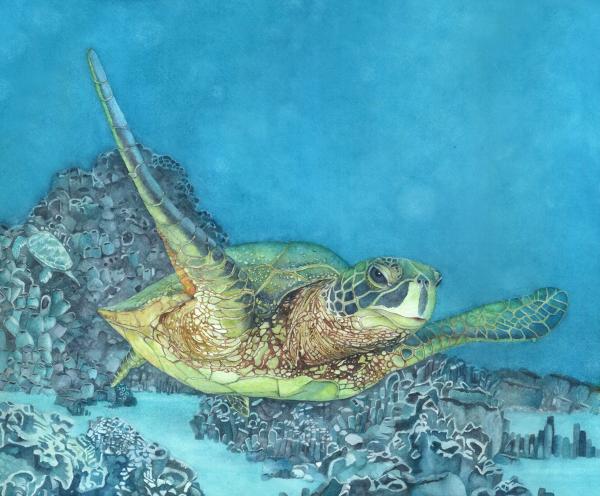 Turtle II, canvas framed print picture