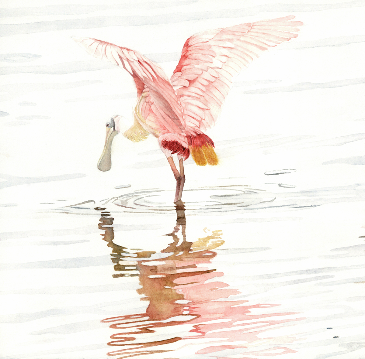 Spoonbill I, framed canvas print picture