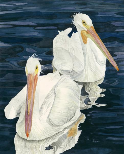 Pelican Duo, framed print picture