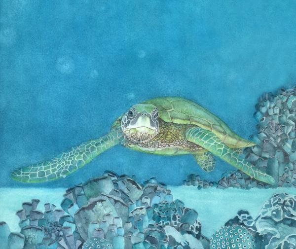 Turtle1, canvas framed print picture