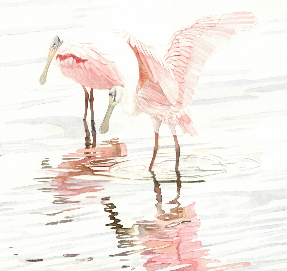 spoonbill Couple, canvas framed print picture