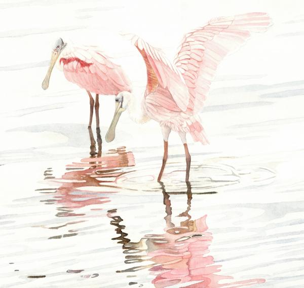 spoonbill Couple, canvas framed print picture