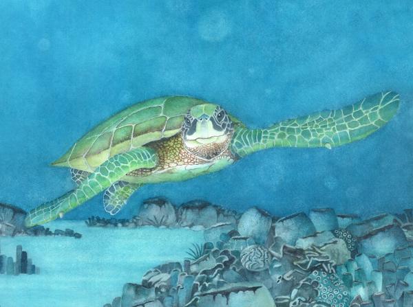 Turtle III, canvas framed print picture