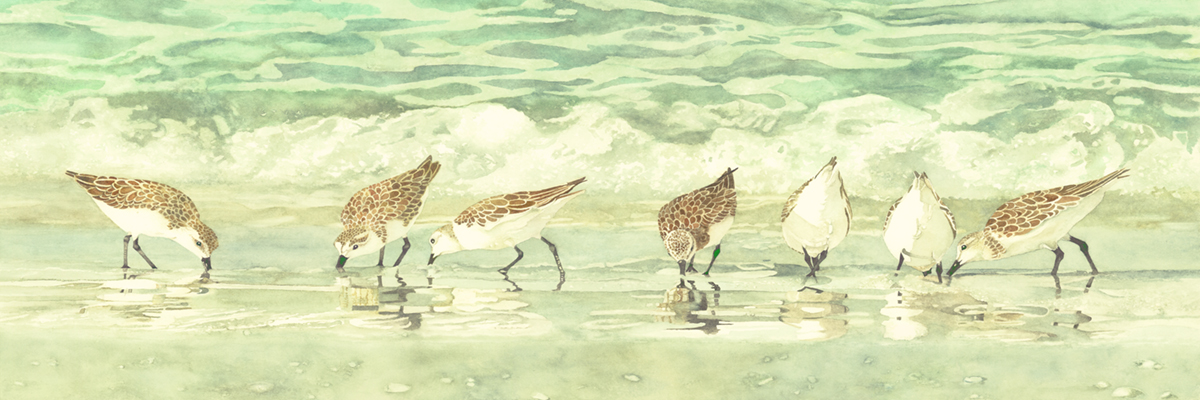 sandpipers on the beach , framed print picture