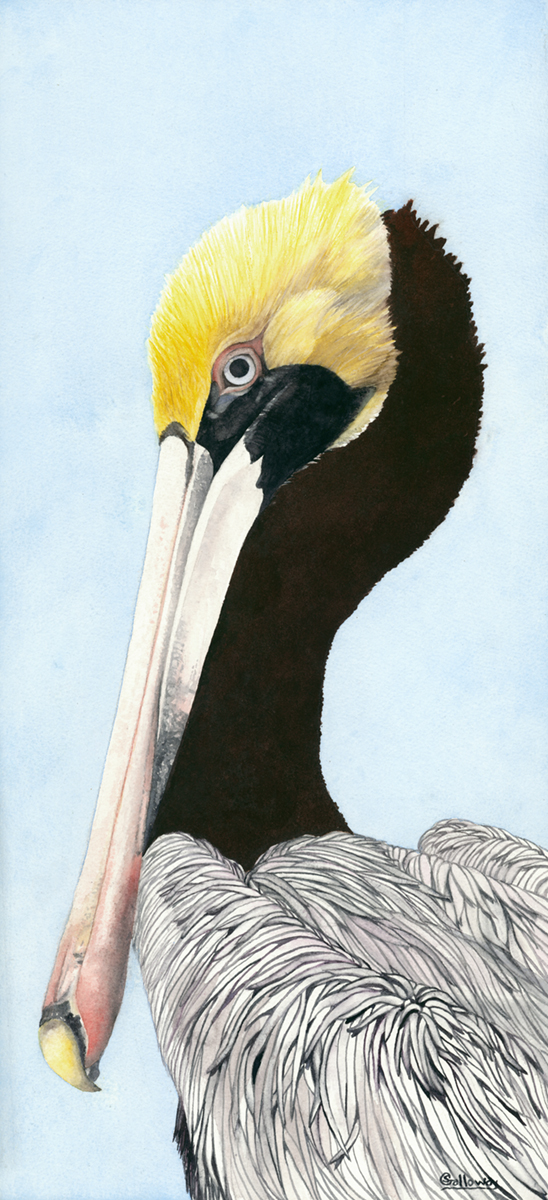 Pelican Profile, framed print on water color paper picture