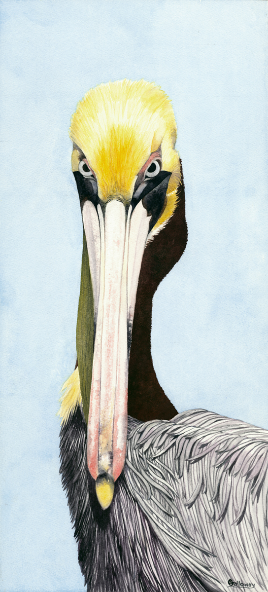 Pelican Portrait framed print on water color paper picture