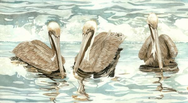 Pelican I, framed canvas print picture