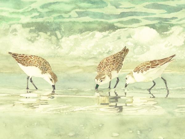 Sandpipers I canvas framed print picture