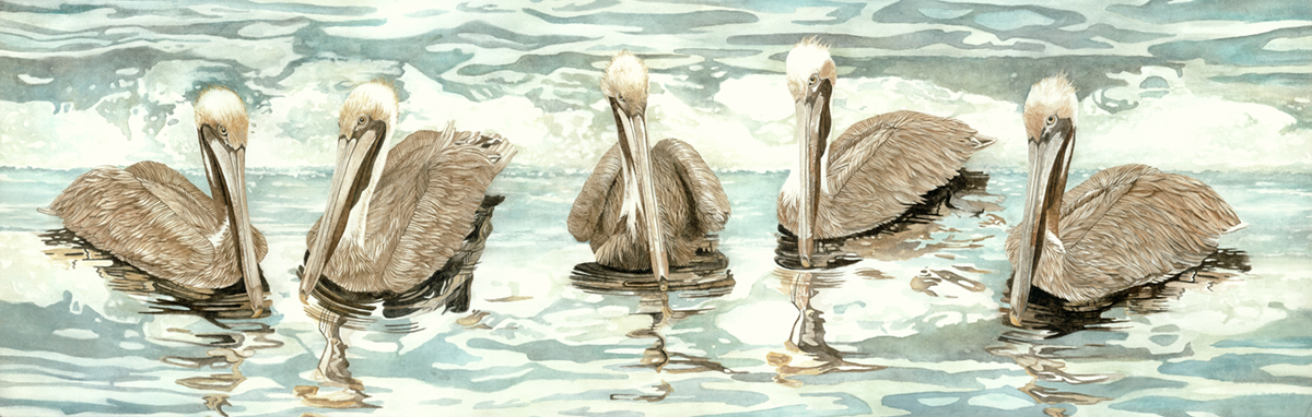 Brown Pelicans, small framed print on water color paper picture