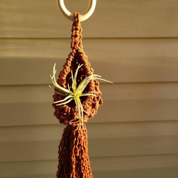 Macrame air plant pod picture