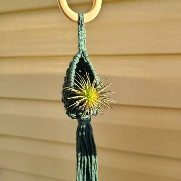 Macrame air plant pod picture