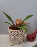 Macrame pot koozie