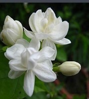 The Jasmine Dance Group