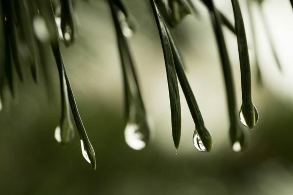 Raindrops on Pine Needles