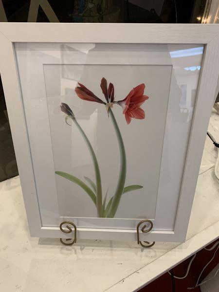 Amaryllis picture