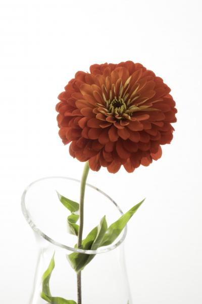 Red Zinnia picture