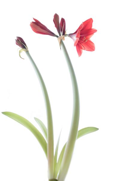 Amaryllis