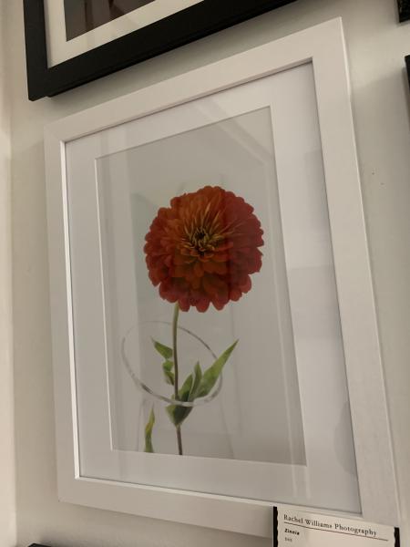 Red Zinnia picture