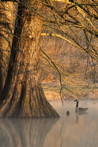 Goose and Cypress picture