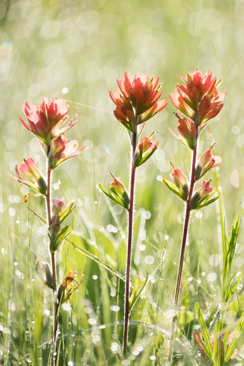 Prints- Various, Unframed, matted 8x 10" prints matted to 11x14" picture