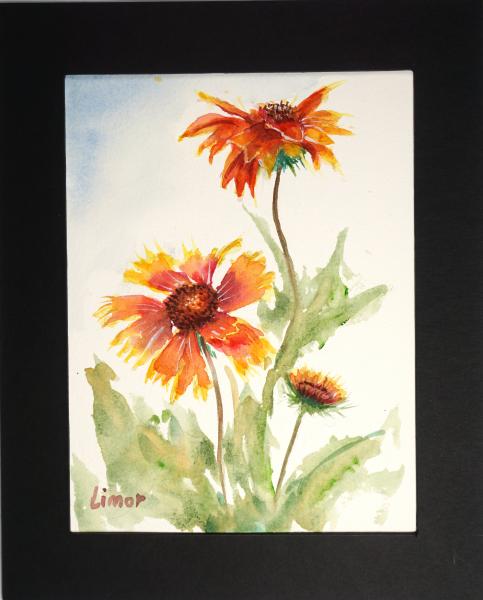 Blanket Flower picture